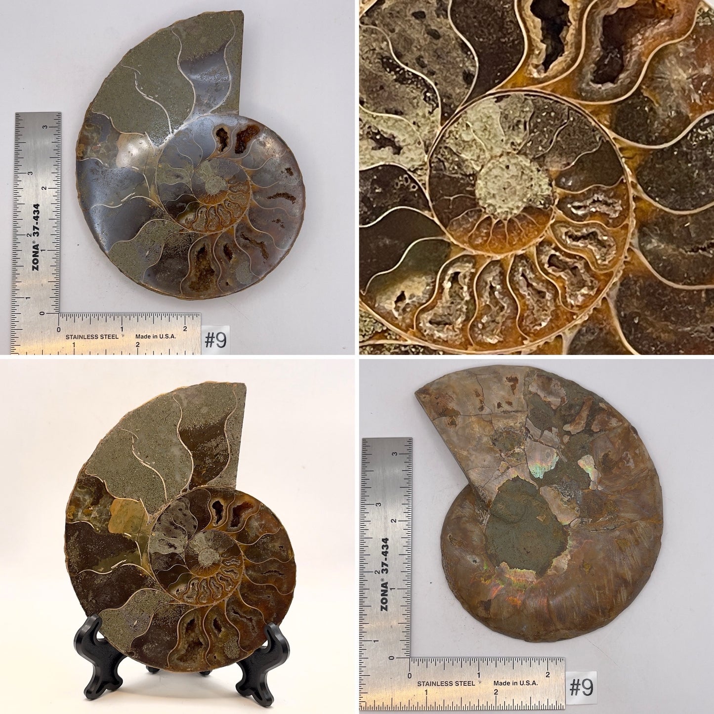 Ammonite Half