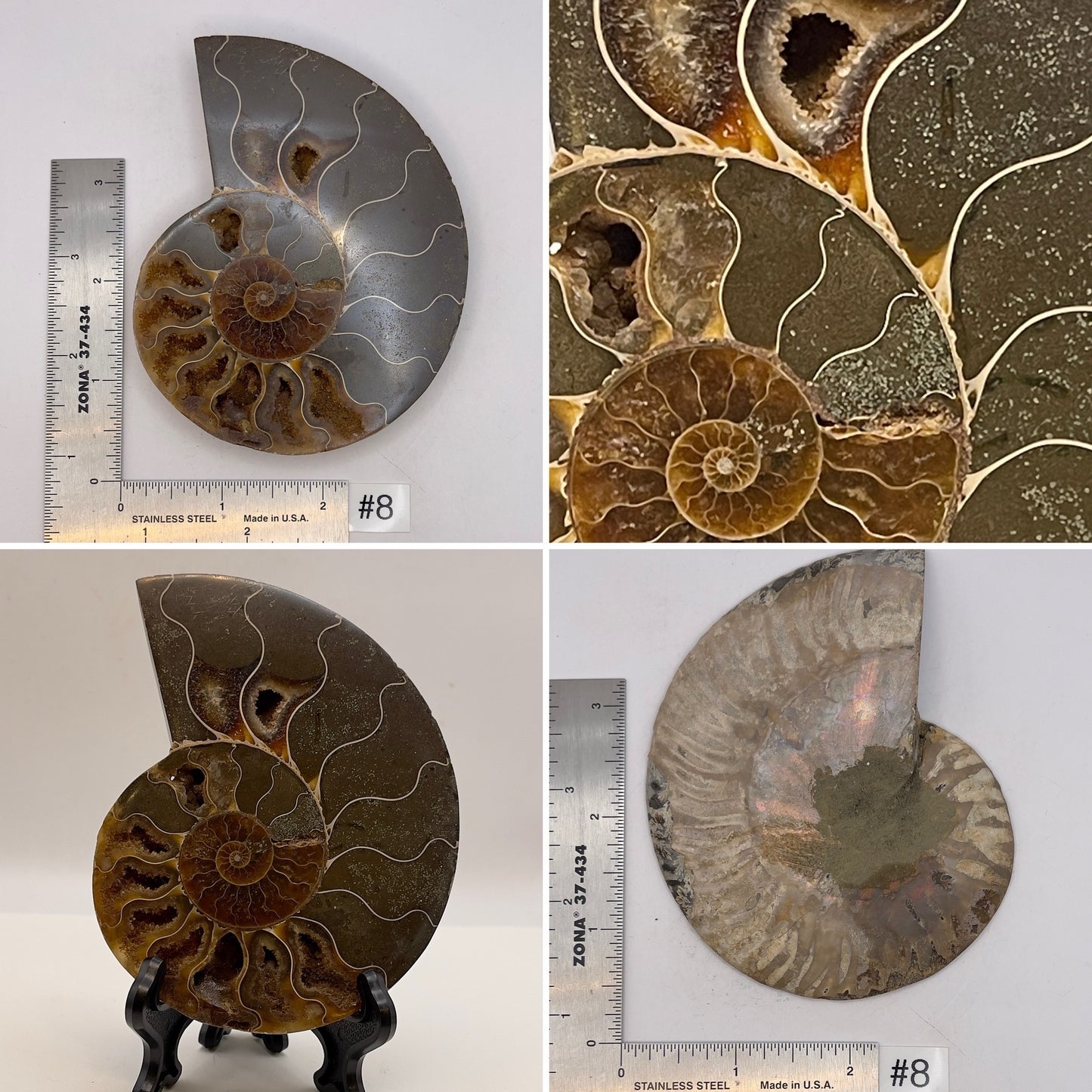 Ammonite Half