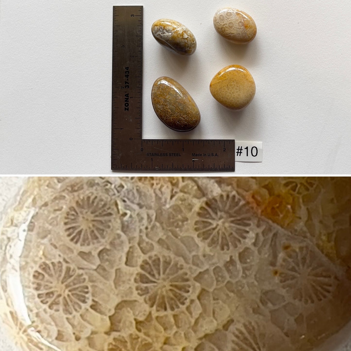 Fossil Coral Tumbles