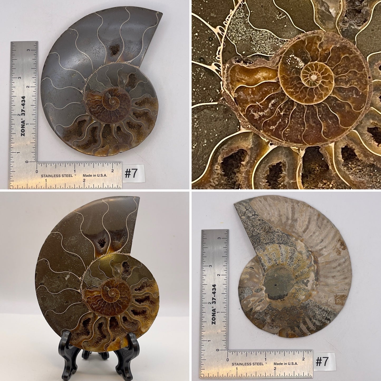 Ammonite Half