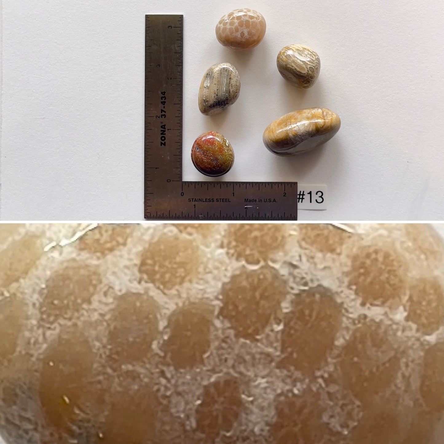 Fossil Coral Tumbles