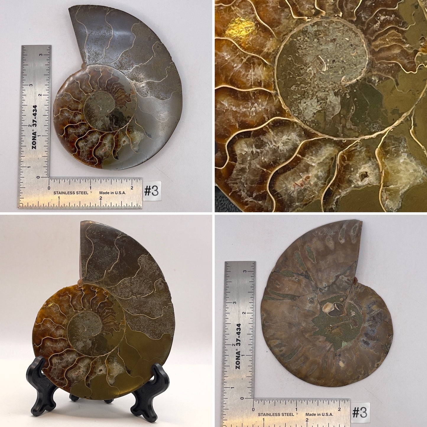 Ammonite Half