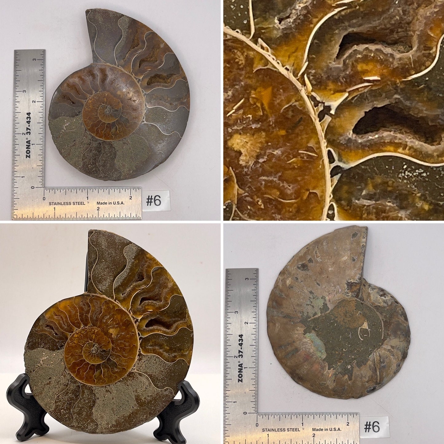 Ammonite Half