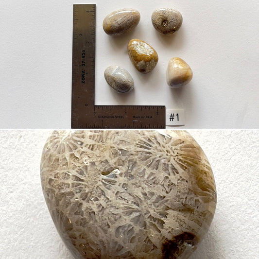 Fossil Coral Tumbles