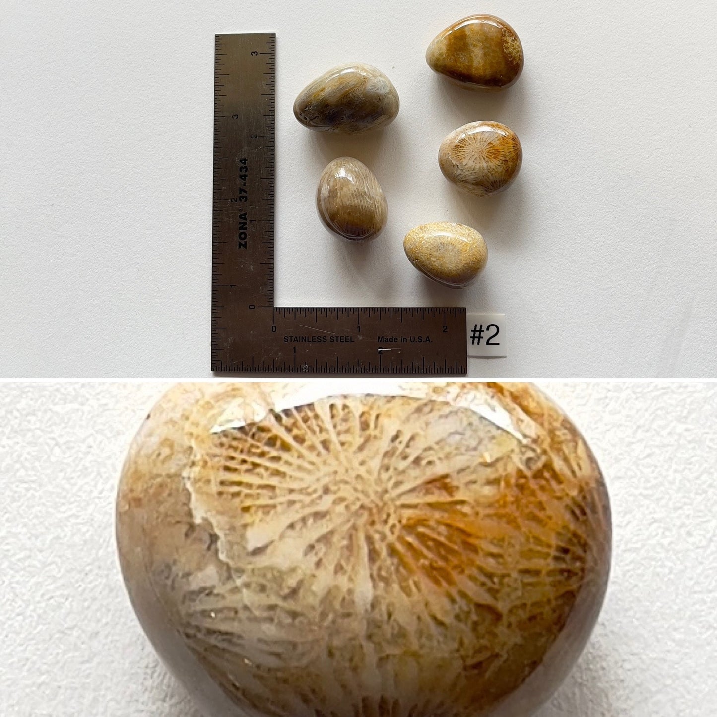 Fossil Coral Tumbles