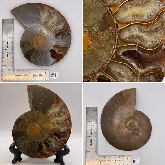 Ammonite Half